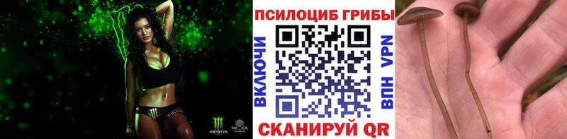 купить   Зеленоградск  Галлюциногенные грибы Psilocybe 